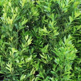 Laurus nobilis 'Miles Choice' 