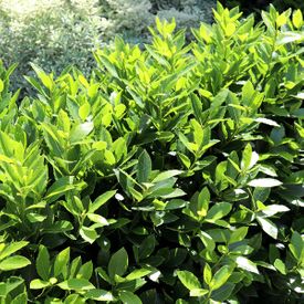 Laurus nobilis 'Baby Bay' pbr