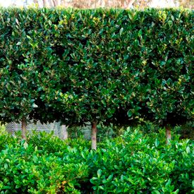 Laurus nobilis Green Stem