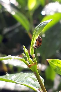 Ladybird let loose on the aphids.jpg