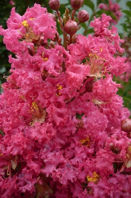 Lagerstroemia Tuscarora - crepe myrtle