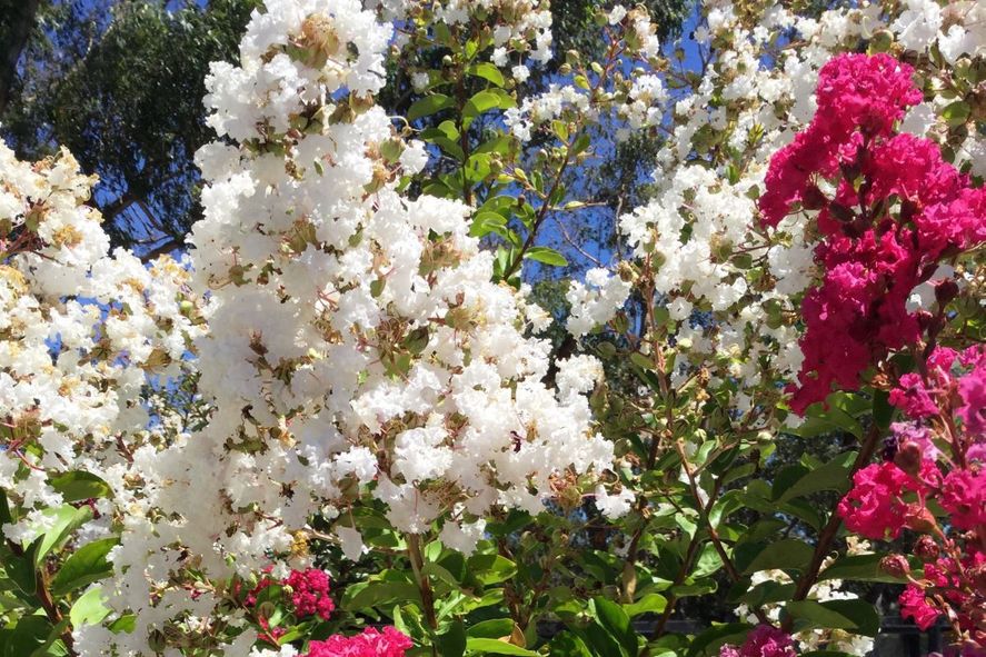 Lagerstroemia - Crepe Myrtle