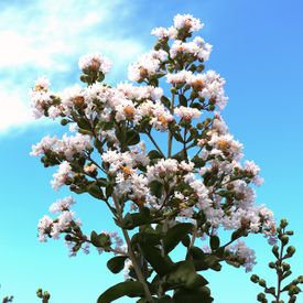 Lagerstroemia Albury White