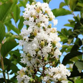 Lagerstroemia indica x fauriei 'Natchez'