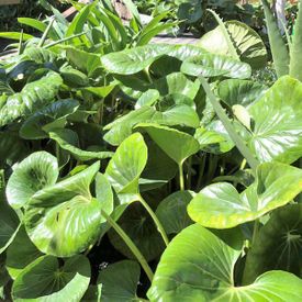 Ligularia reniformis