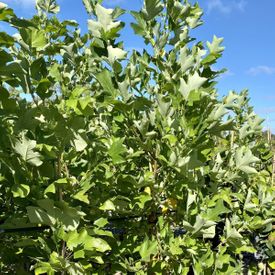 Liriodendron tulipifera Fastigiatum