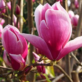 Magnolia soulangeana 'Burgundy Glow'