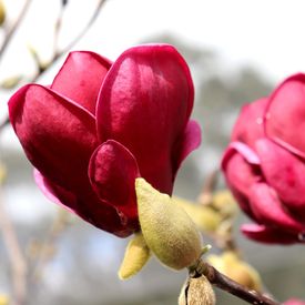 Magnolia x 'Genie' pbr