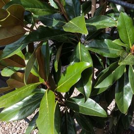 Magnolia grandiflora 'Sweet Carolina'