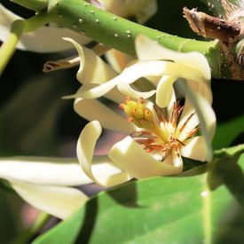 Magnolia alba