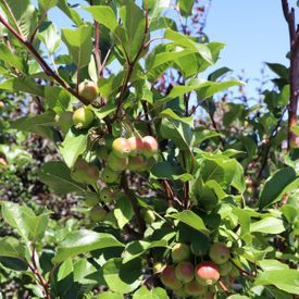 Malus 'Gorgeous'