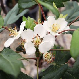 Malus trilobata