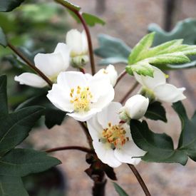 Malus trilobata