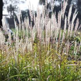 Miscanthus ‘Adagio’