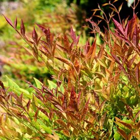 Nandina 'Moonbay'