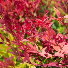 Nandina domestica 'Moon Bay'