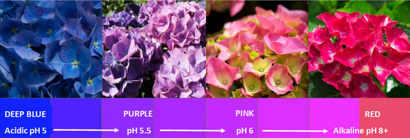 Soil pH for Hydrangea colour