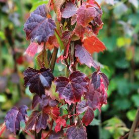 Parthenocissus tricuspidata.jpg