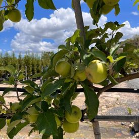 Malus domestica 'Pixie Crunch' pbr Espalier