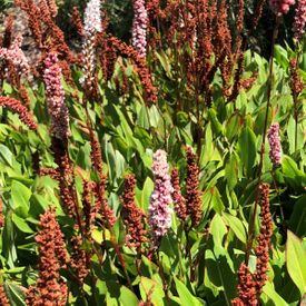 Persicaria affinis 'Dimity'