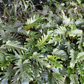 Philodendron japonica Xanadu