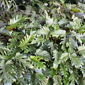 Philodendron japonica 'Xanadu'