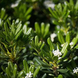 Pittosporum tobira