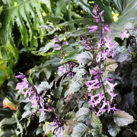 Plectranthus 'Velvet Elvis'