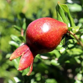 Punica granatum 'Wonderful' (Pomegranate)