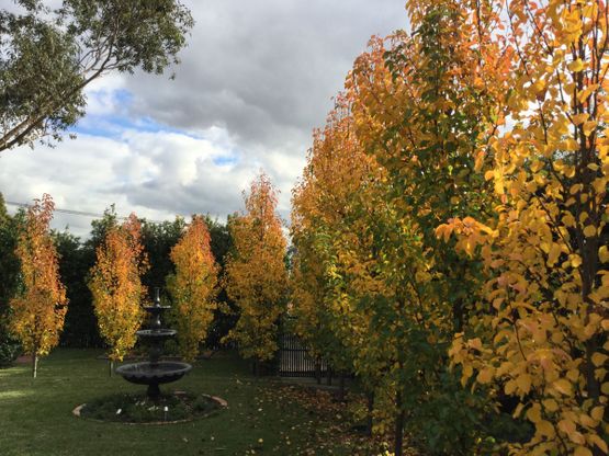 Pyrus calleryana 'Cleveland Select' - Autumn Colour