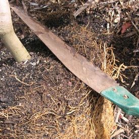 root pruning