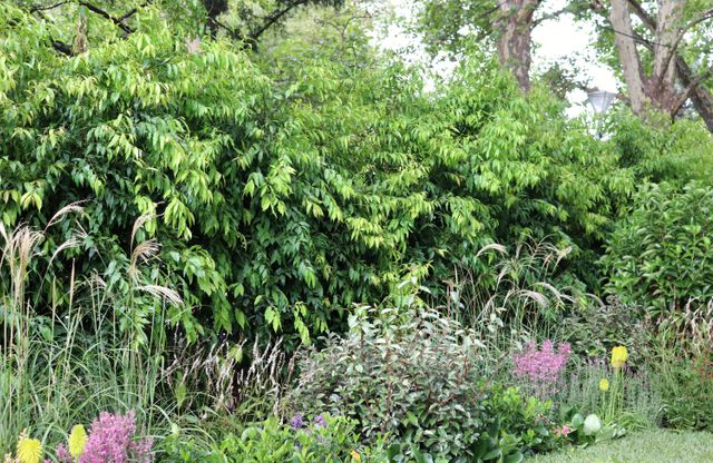 Waterhousea floribunda 'Warners Select'