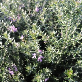Westringia Jervis Gem - Flower & foliage