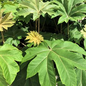 Tetrapanax papyrifer
