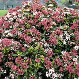 Viburnum tinus