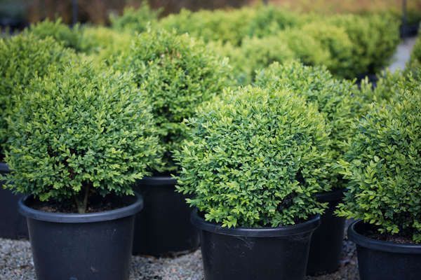 Buxus Balls