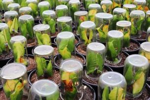 Propagation 2IC Wanted