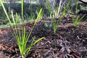 Eummemering Creek Restoration