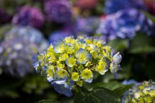 Hydrangea Care & Maintenance