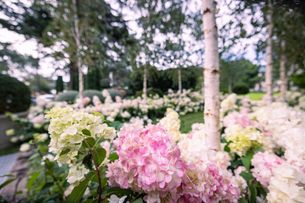 Hydrangea paniculata