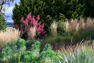 The Gardenist view of Cotinus Grace