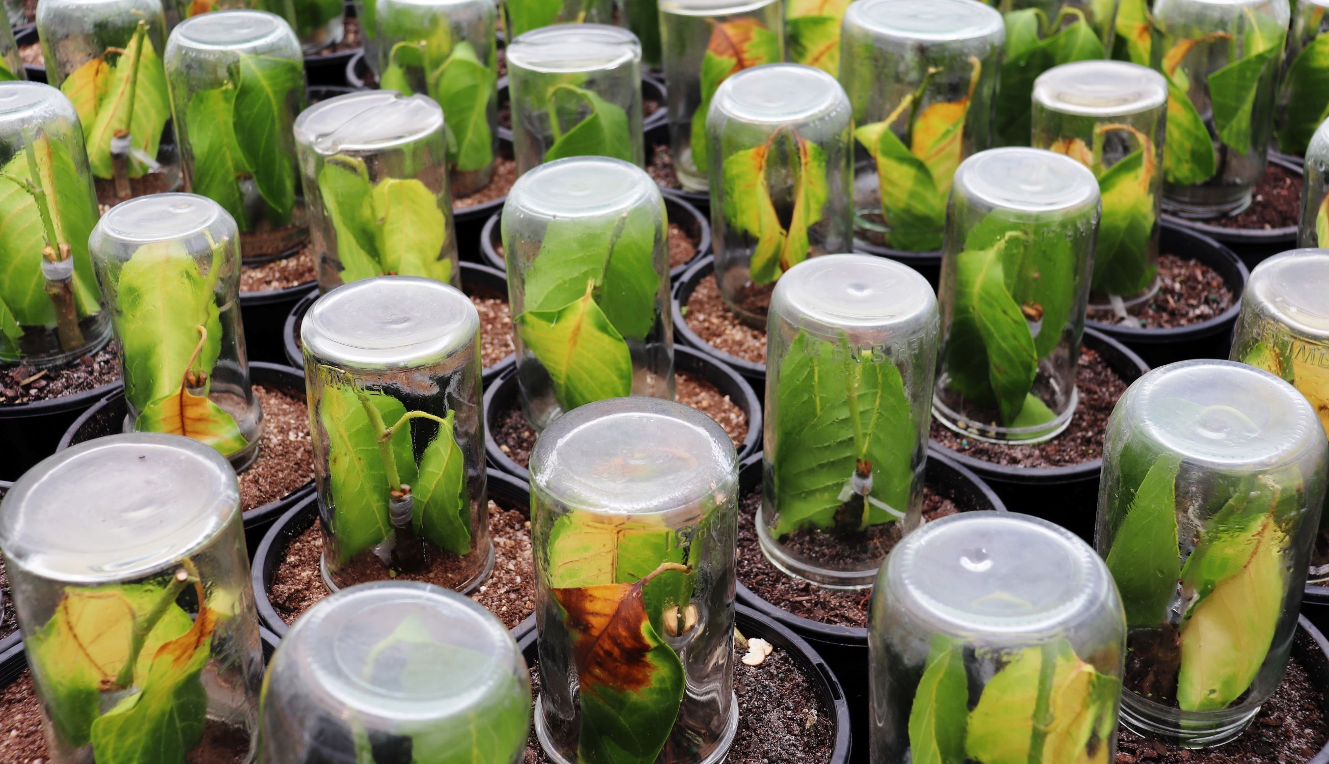 <br>PROPAGATION 2IC WANTED<br>Click here for more