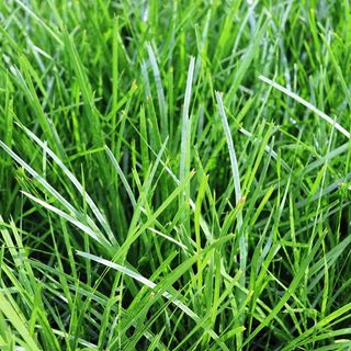 Grasses & Strappy Leaf