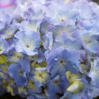 Hydrangeas