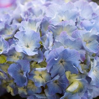 Hydrangeas