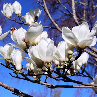 Magnolia deciduous