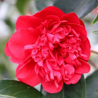 Camellia japonica