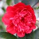 Camellia japonica