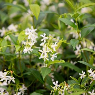 Climbers & Ground Covers