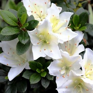 Azaleas